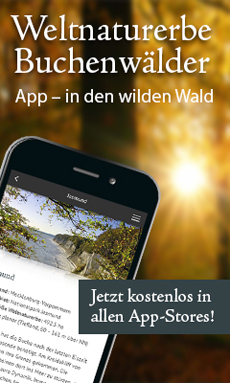 Vier Bundesländer launchen "Weltnaturerbe Buchenwälder"-App - Quelle: Umweltministerium MV