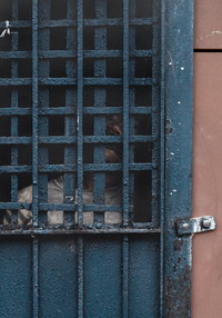Amnesty International spannt Street Artist für Frankfurter Aktion ein -