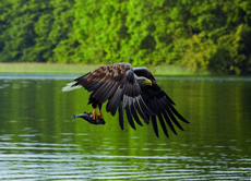 Tourismusverband MV bündelt nachhaltige Reiseangebote auf einer Website - Interessierte Tourist*innen, die auch Nachhaltigkeit bedacht sind, haben in der Feldberger Seenlandschaft die Möglichkeit, Seeadler bei der Jagd zu beobachten; Foto: TMV/Grundner