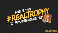 #RealTrophy: Vier Pfoten startet neue Online-Kampagne gegen Löwenjagd - Keyvisual der #RealTrophy-Kampagne; Foto: Vier Pfoten